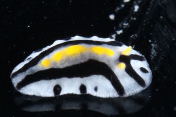 Media type: image;   Malacology 393807 Description: live specimen;
